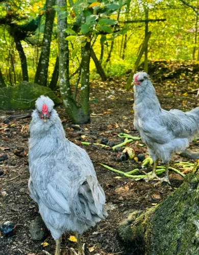 Kippen in onze eco village in Turku, Finland